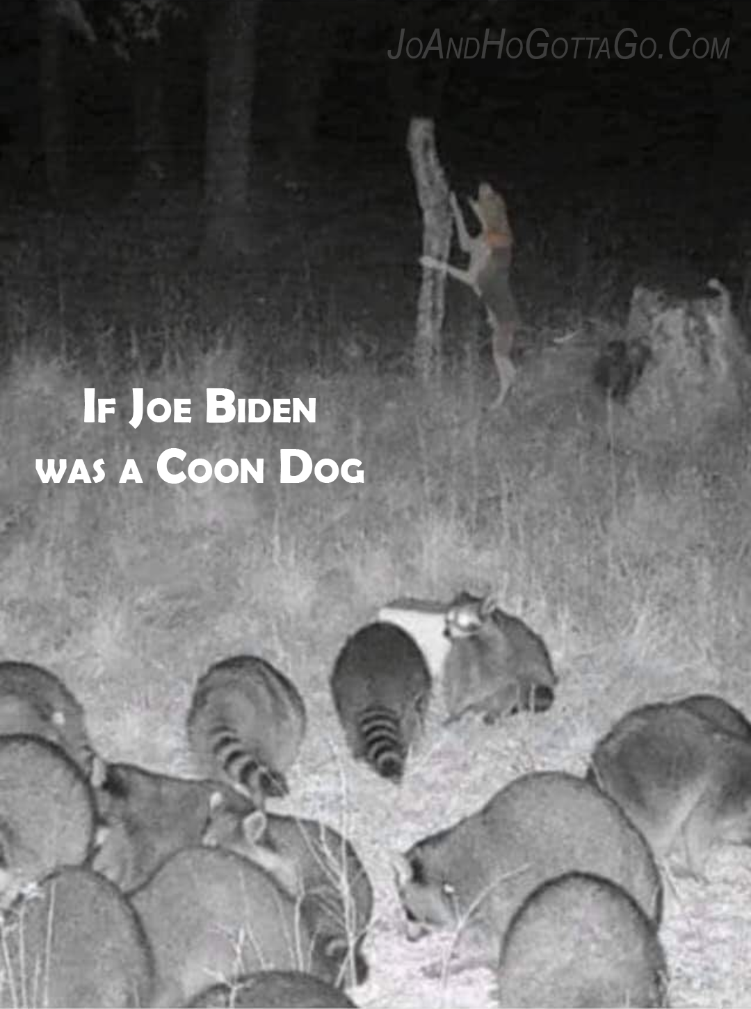 If Joe Biden Was A Coon Dog